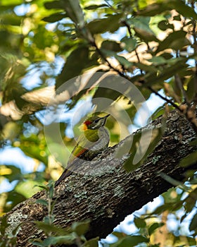 Lesser yellownape or Picus chlorolophus a woodpecker bird at foothills of himalaya at forest reserve uttarakhand india