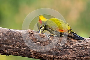 Lesser Yellownape Woodpecker feeding on a log