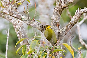 Lesser Yellownape woodpecker green yellow bird with bright yellow tufted nape pecking tree truck searching for worm.
