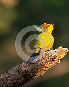 Lesser Yellownape Woodpecker perched on a log