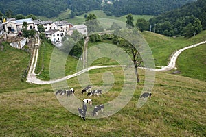 Lessinia (Veneto, italy), pastures