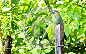 Lesson`s Motmot