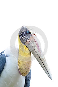 Lessor adjutant stork Bird