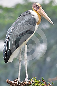 Lessor adjutant stork Bird