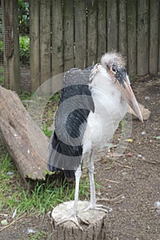 Lessor adjutant stork standing on the Stump