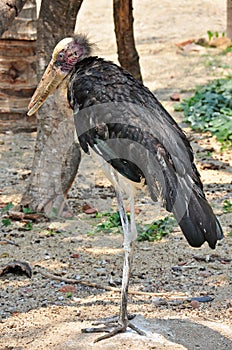 Lessor adjutant stork in Thailand