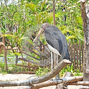Lessor adjutant stork in Thailand
