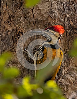 A Lessor golden backed woodpecker