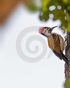 A Lessor Golden backed woodpecker