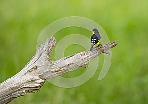 Lessor Goldfinch on tree branch.