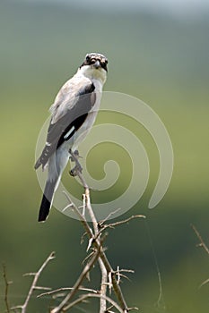 Lessor Grey Shrike (Lanius Minor)