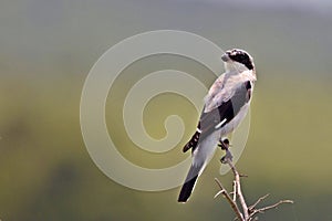 Lessor Grey Shrike (Lanius Minor)