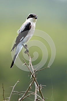 Lessor Grey Shrike (Lanius Minor)