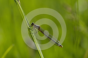 Lestes dryas photo