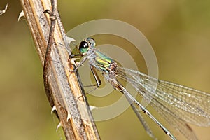 Lestes parvidens