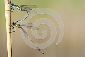 Lestes sponsa en Lestes viridis