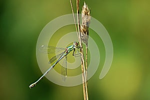 Lestes virens with green background