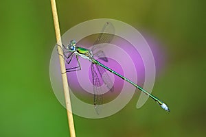 Lestes virens with purple background