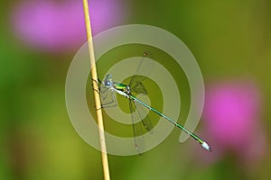 Lestes virens with purple background