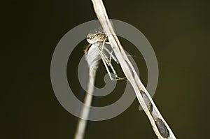 Lestes virens