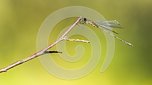 Lestes viridis photo