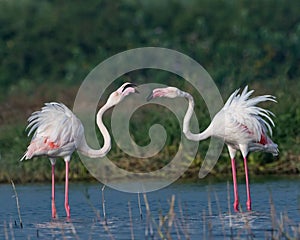 Let& flamingle ???????????? . . In Frame : Pair of a flamingo ???? Shot on Nikon d7500 with 200-500 mm. . Exif A: 6.3 S: 1 photo