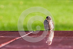 Let me preen my feathers