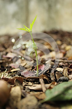 Let`s raise the tree