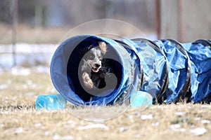 Let`s try agility! Dog is going through the tunnel