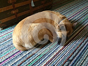 Let sleeping dogs lie