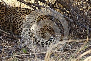 Let Sleeping Leopard Lay