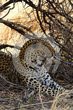 Let Sleeping Leopard Lay