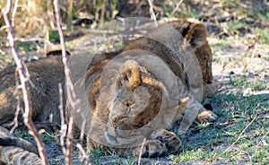 Let sleeping lion cubs lie