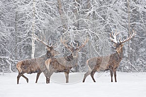 Let It Snow: Three Snow-Covered Red Deer Stag Cervidae Stand On The Outskirts Of Forest.Three Noble Deer Cervus Elaphus Du photo