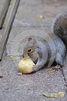 Let them eat cake. No. I didn& x27;t mean the squirrel.