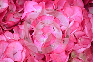 Let them grow. Pink hydrangea blossom on sunny day