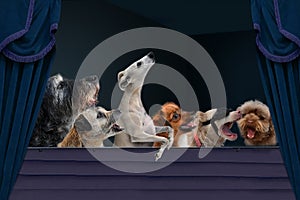 Let us sing together, dogs in theater photo