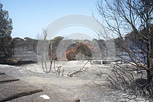 Disastrous effects of an arson and of Its dousing in a forest