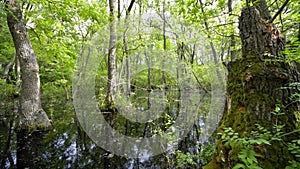 Letea Forest on Flooding time