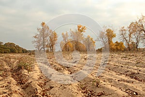 Letea forest and sand dunes