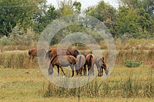 Letea Wild Horses in Danube Delta Romania