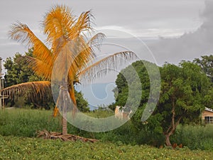 Lethal Yellowing Coconut Palm Tree