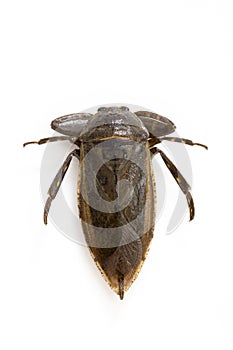 Lethocerus deyrollei from Japan