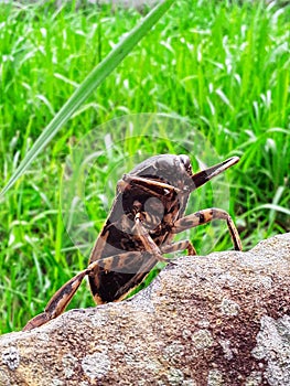 Lethocerus indicus is a type of aquatic animal that resembles a cockroach photo