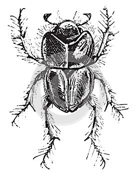 Lethrus, vintage engraving