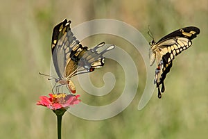 Lets Get it On (Giant Swallowtails)