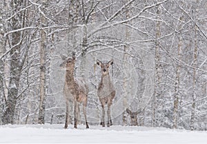 Lets It Snow: Two Snow-Covered Red Deer Cervidae Stand On The Outskirts Of A Snow-Covered Birch Forest.Two Female Noble Deer.