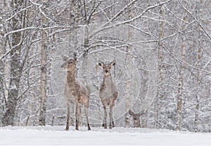 Lets It Snow: Two Snow-Covered Red Deer Cervidae Stand On The Outskirts Of A Snow-Covered Birch Forest.Two Female Noble Deer. photo