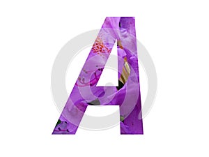Letter A of the alphabet made with pink flower of Rhododendron