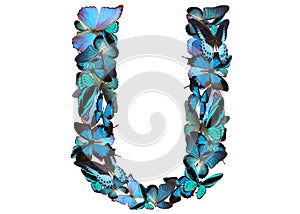 Letter of blue butterfly